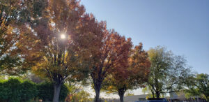 Sun shining through fall foliage on Gross Catholic's Campus